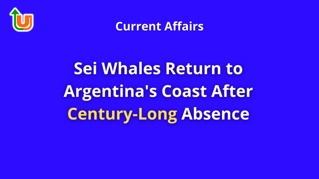 Sei Whales Return to Argentina's Coast After Century-Long Absence